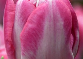 Tulipa Voque ® (4)